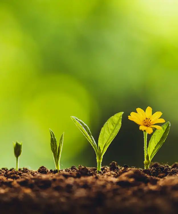 Natur-Resilienztrainer:in – professionelles abeiten