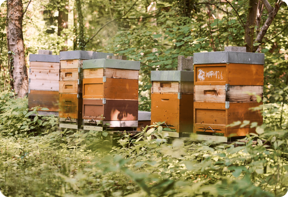 Akademie-eigene Bienenstöcke – betreut vom Bio-Imker, für Honiggenuss und Artenvielfalt.