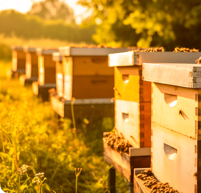 Bienenstöcke auf dem Gelände der Akademie Gesundes Leben – Bio-Imkerei für Honig und ökologische Vielfalt.