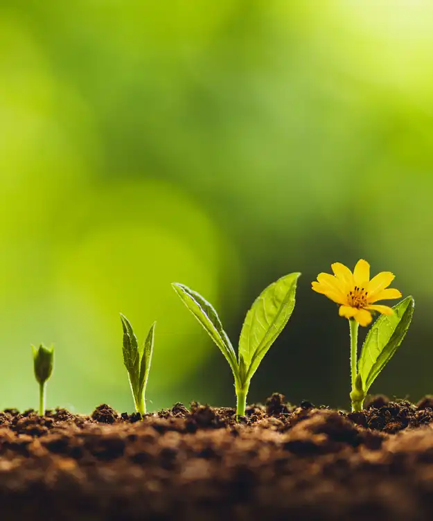 Natur-Resilienztrainer:in – professionelles abeiten