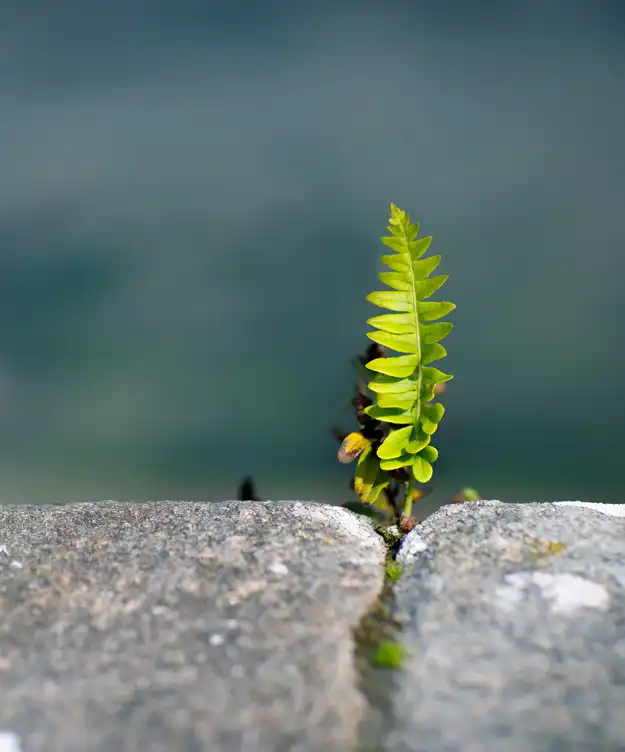 Resilienzmodelle und Resilienz-Konzepte
