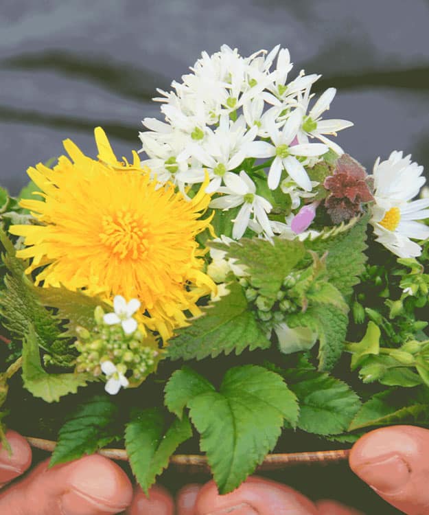 Lerne in unserer Ausbildung, wie Du mit Pflanzenkraft aus der Natur gesund durch das Jahr kommst.