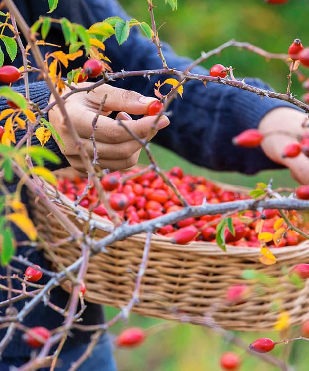 Lerne in unserer Ausbildung pflanzliche Wirkstoffe aus Kräutern und Wildpflanzen in der Naturheilkunde kennen.