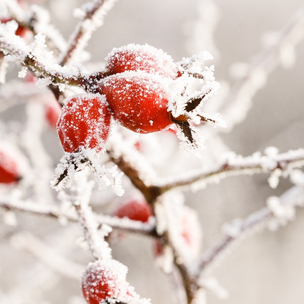 Erlebe viele tolle Highlights rund um Advent und Weihnachten: spezielle kulinarische Köstlichkeiten und viele vorweihnachtliche Erlebniswelten warten auf Dich.