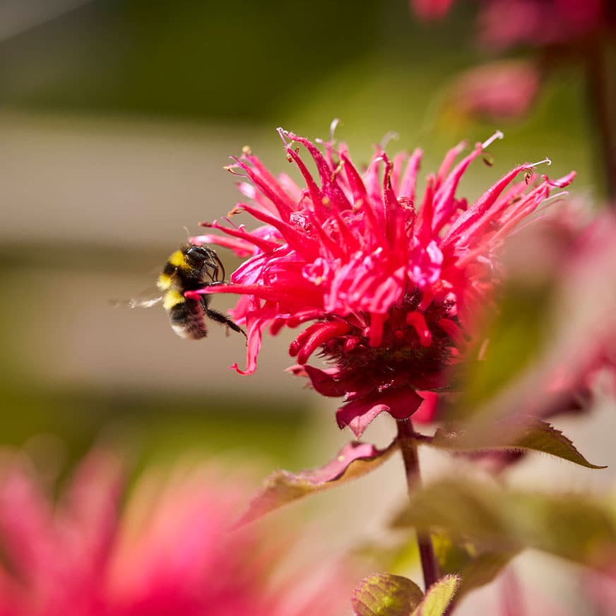 In diesem Seminar lernst Du, Deine Sinne zu schärfen und die Welt klarer zu sehen wie in dieser Nahaufnahme einer roten Distelblume mit Hummel.